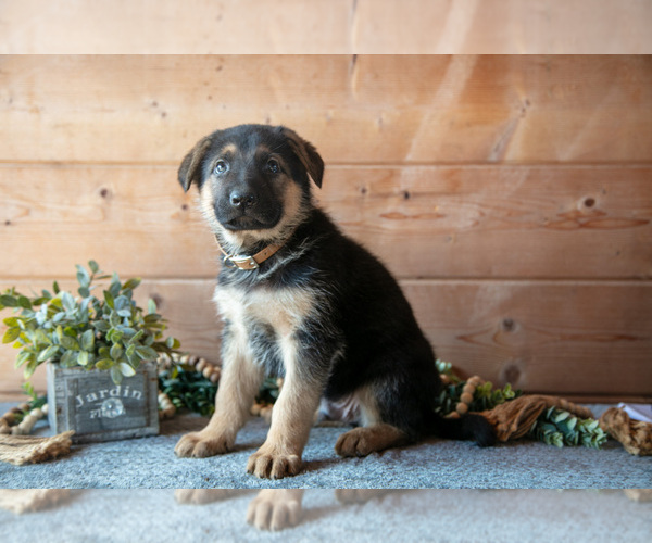 Medium Photo #2 German Shepherd Dog Puppy For Sale in GORDONVILLE, PA, USA