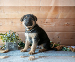 Small Photo #21 German Shepherd Dog Puppy For Sale in GORDONVILLE, PA, USA