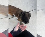Small Photo #3 Mutt Puppy For Sale in Elk Grove, CA, USA