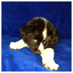 Miniature Australian Shepherd Puppy for sale in PHOENIX, AZ, USA