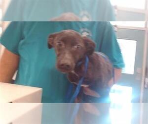 Cardigan Welsh Corgi-Chihuahua Mix Dogs for adoption in Oklahoma City, OK, USA