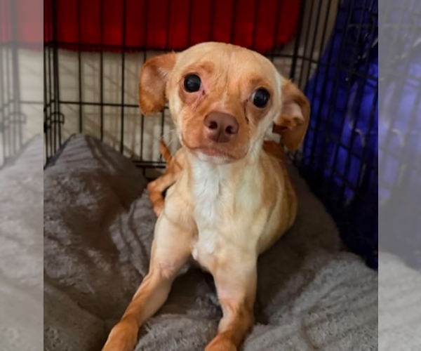 Medium Photo #1 Chihuahua-Unknown Mix Puppy For Sale in Cranston, RI, USA