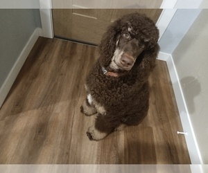 Poodle (Standard) Puppy for sale in BONNERS FERRY, ID, USA