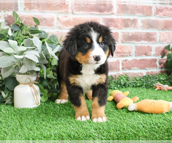 Medium Photo #2 Bernese Mountain Dog Puppy For Sale in SYRACUSE, IN, USA