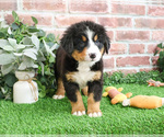 Small #1 Bernese Mountain Dog