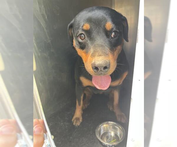 Medium Photo #1 Rottweiler-Unknown Mix Puppy For Sale in West Valley, UT, USA