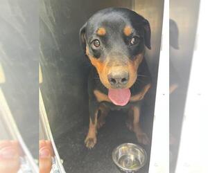 Rottweiler-Unknown Mix Dogs for adoption in West Valley, UT, USA