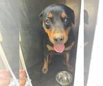 Small Rottweiler Mix
