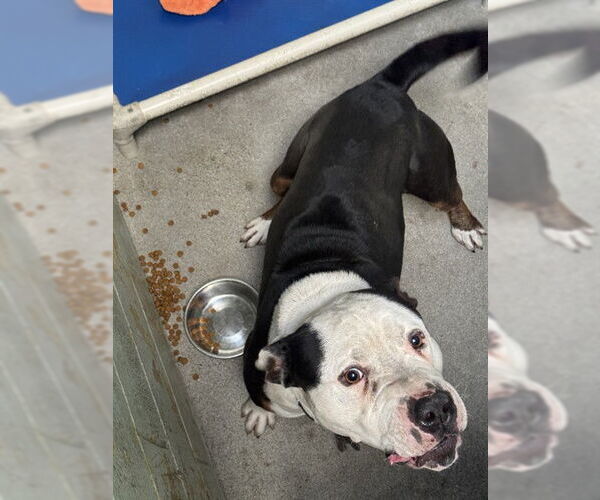 Medium Photo #1 Mutt Puppy For Sale in Stockton, CA, USA