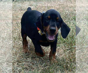 Medium Doberman Pinscher