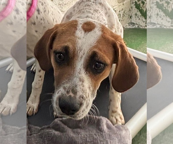 Medium Photo #1 Mutt Puppy For Sale in Rustburg, VA, USA