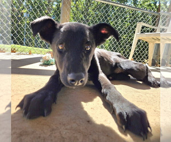 Medium Photo #2 Mutt Puppy For Sale in Rustburg, VA, USA