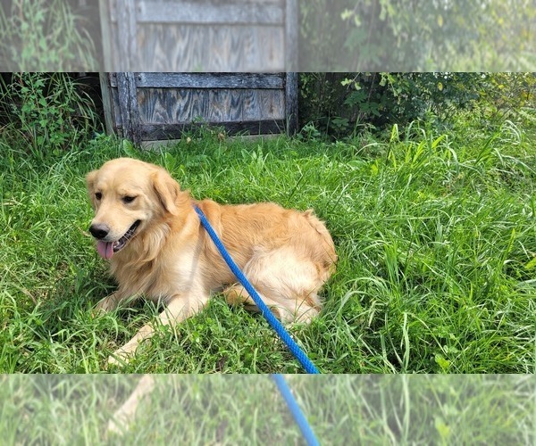 Medium Photo #1 Golden Retriever Puppy For Sale in THAXTON, VA, USA