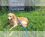 Small Photo #1 Golden Retriever Puppy For Sale in THAXTON, VA, USA