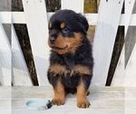 Small Photo #3 Rottweiler Puppy For Sale in PINE GROVE, PA, USA