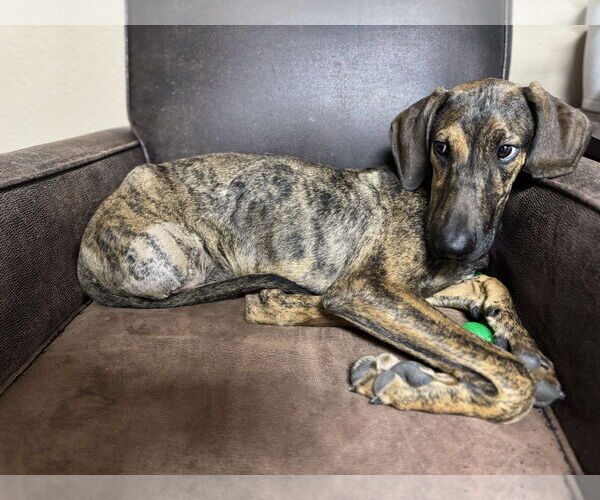 Medium Photo #3 Doberman Pinscher-Unknown Mix Puppy For Sale in Buffalo, MN, USA