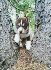 Siberian Husky Puppy for sale in FORT GARLAND, CO, USA