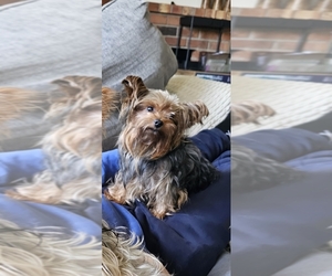 Father of the Yorkshire Terrier puppies born on 09/26/2025