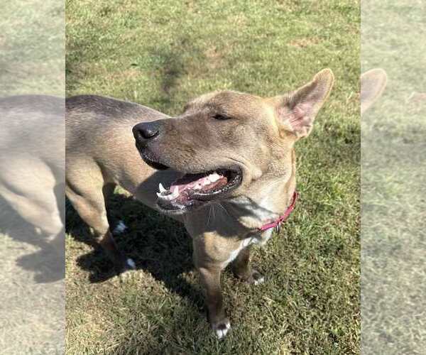 Medium Photo #5 Mutt Puppy For Sale in Woodbury, NY, USA