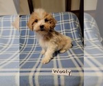 Small Photo #2 Maltipoo Puppy For Sale in CLARKRANGE, TN, USA