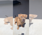 Small Photo #4 American Pit Bull Terrier Puppy For Sale in Chandler, AZ, USA