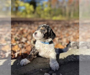 Aussiedoodle-Doodle Mix Puppy for sale in SALEM, OR, USA