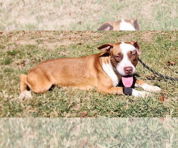 Medium Photo #5 Mutt Puppy For Sale in Wetumpka, AL, USA