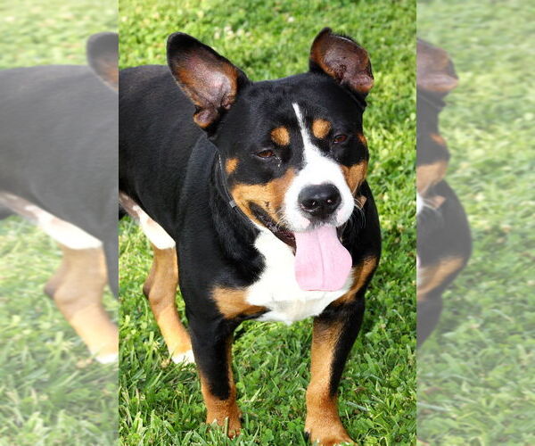 Medium Photo #2 American Pit Bull Terrier Puppy For Sale in Evansville, IN, USA