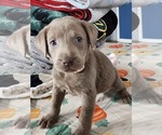 Puppy Light pink Labrador Retriever