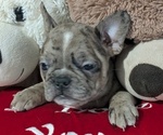 Small #3 Faux Frenchbo Bulldog
