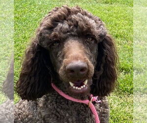 Poodle (Standard) Dogs for adoption in Pacolet, SC, USA