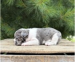 Small #4 French Bulldog