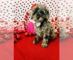 Small #1 Poodle (Miniature)-Poodle (Toy) Mix