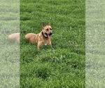 Small #4 German Shepherd Dog Mix