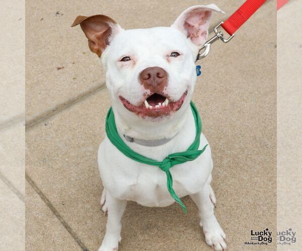 Medium Photo #5 American Pit Bull Terrier-Bulldog Mix Puppy For Sale in Washington, DC, USA
