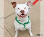 Small #4 American Pit Bull Terrier-Bulldog Mix