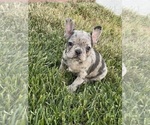 Puppy 5 French Bulldog