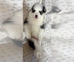 Small #6 Pomsky