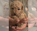 Small #1 Poo-Ton