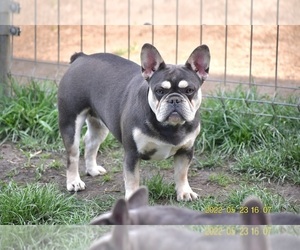 Mother of the French Bulldog puppies born on 10/18/2022