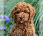 Small Goldendoodle (Miniature)