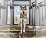 Small #3 Alaskan Malamute-German Shepherd Dog Mix