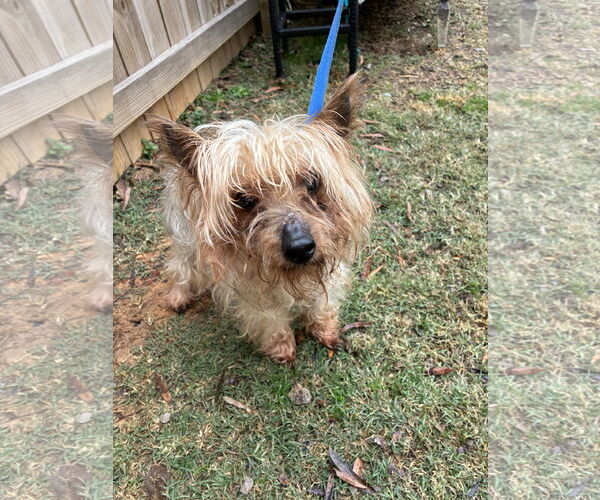 Medium Photo #2 Mutt Puppy For Sale in Middlesex, NC, USA