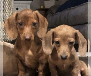 Dachshund Puppy for sale in WEST COLUMBIA, SC, USA