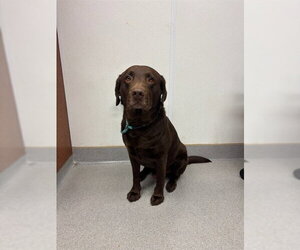 Labrador Retriever Dogs for adoption in Rancho Cucamonga, CA, USA