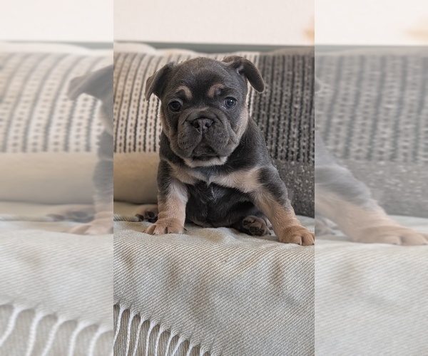 Medium Photo #61 French Bulldog Puppy For Sale in GOSHEN, IN, USA