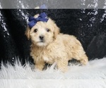 Puppy Frosted F1 Maltipoo