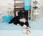Puppy 3 Aussie-Poo-Aussiedoodle Mix