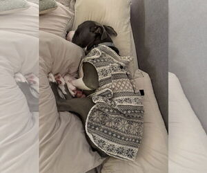Renji - Male American Bulldog-Unknown Mix Dog for Adoption - Photo #3