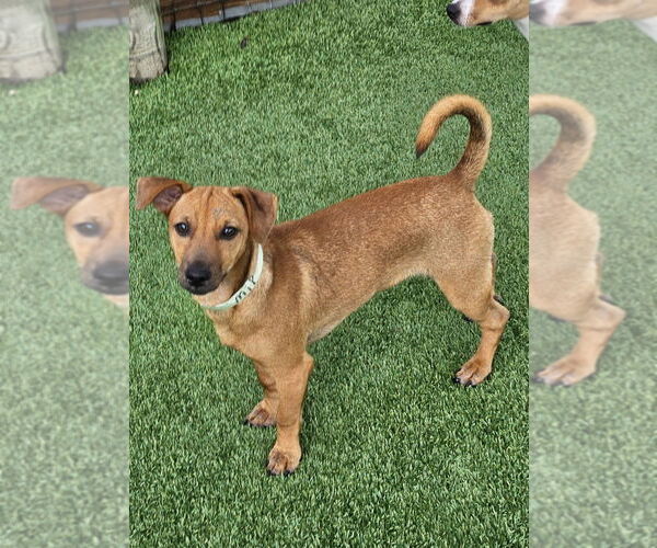 Medium Photo #1 Mutt Puppy For Sale in oakland, FL, USA